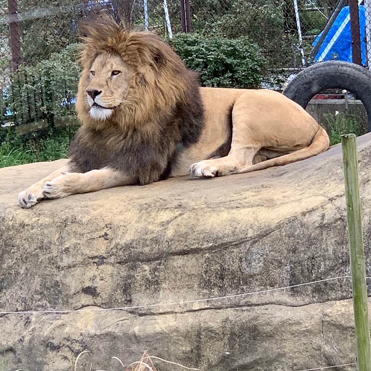🐘 도쿠시마 동물원(토쿠시마 도부츠엔) STELLA PRESCHOOL ANIMAL KINGDOM
